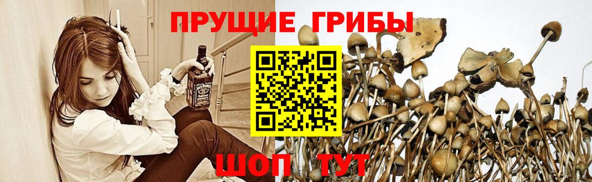 Псилоцибиновые грибы мухоморы  Галлюциногенные грибы мухоморы  где купить наркотик  Орехово-Зуево  Вход с VPN 